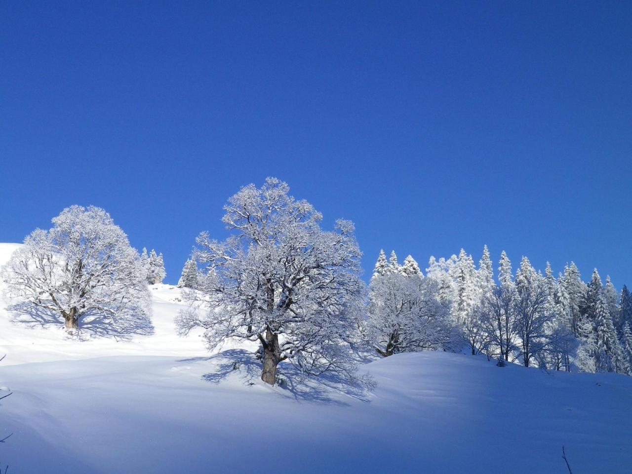 Alpenlodge Willigen 외부 사진